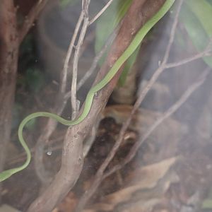 Green Vine Snake