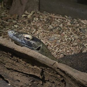 Komodo Dragon