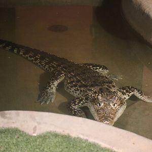 Cuban Crocodile