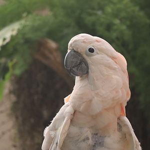 Salmon Crested Cockatoo