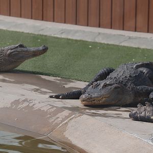 Juvenile American Alligators