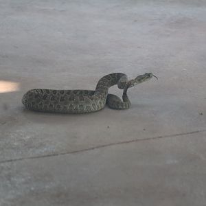 Prairie Rattlesnake