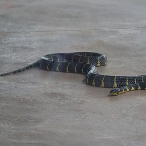 Mangrove Snake