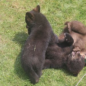 Bear Cubs