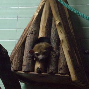 Kinkajou (Potos Flavus)