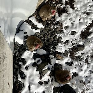 Japanese Macaque