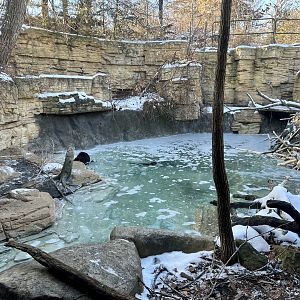 American Beaver Exhibit