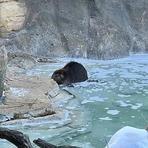 American Beaver
