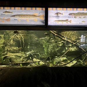 Minnesota Fishes