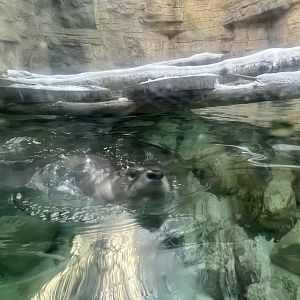 River Otter