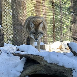 Coyote