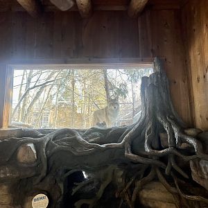 Coyote Viewing Window