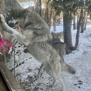 Wolves interacting with Children