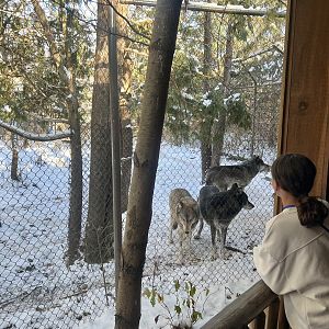 Guest viewing Grey Wolves