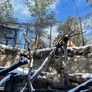 Cougar Exhibit