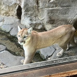 Cougar