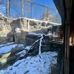 Cougar Exhibit