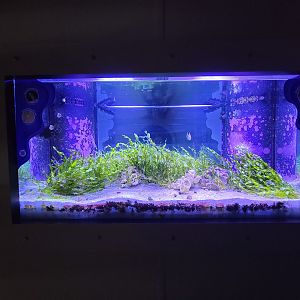 Rosamond Gifford - Signed for green-spotted puffer, spotted garden eel, splendid garden eel