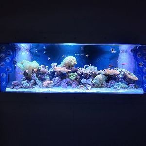 Rosamond Gifford - Salt tank, species in comments