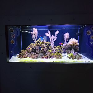 Rosamond Gifford - Moray tank, species in comments