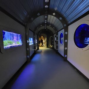 Rosamond Gifford - USS Antiquities from main entrance; fish on left, moon jellies on right