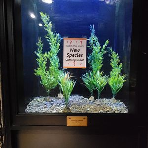 Rosamond Gifford - Fish of the Amazon tank, currently empty