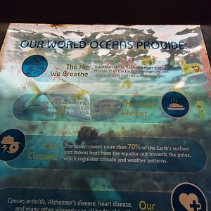 Rosamond Gifford - Some of the geriatric fish in the World Oceans tank