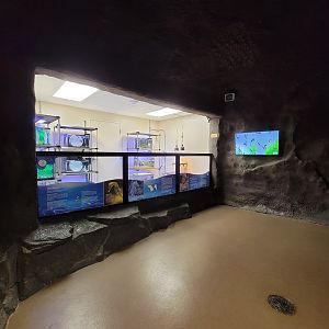 Rosamond Gifford - Northern lined seahorse breeding area