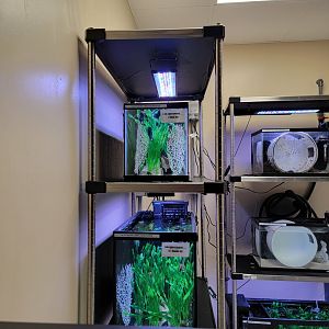 Rosamond Gifford - Baby northern lined seahorses