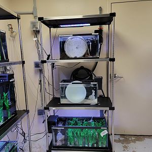 Rosamond Gifford - Baby northern lined seahorses