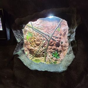 Rosamond Gifford - Kimberley rock monitor