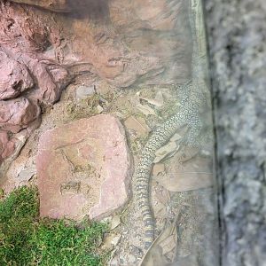 Rosamond Gifford - Kimberley rock monitor being awkward