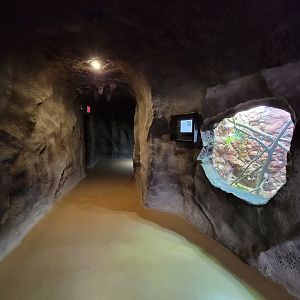 Rosamond Gifford - Kimberley rock monitor on right