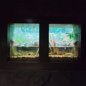 Rosamond Gifford - Archerfish