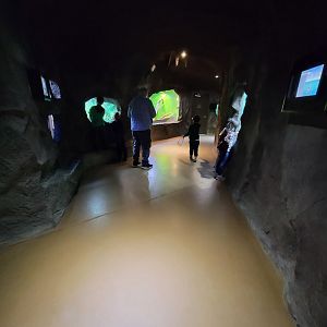 Rosamond Gifford - Continuation of cave exhibits