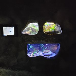 Rosamond Gifford - Gooty sapphire tarantula / eastern tiger salamander / eastern hellbender