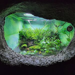 Rosamond Gifford - Unsigned Panamanian golden frogs