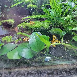 Rosamond Gifford - Unsigned Panamanian golden frogs