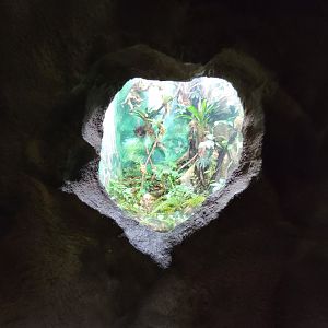 Rosamond Gifford - Unsigned poison dart frogs