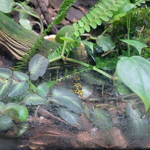 Rosamond Gifford - Unsigned poison dart frogs, bumblebee