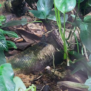 Rosamond Gifford - Unsigned poison dart frogs, green and black