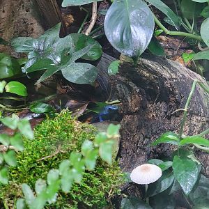 Rosamond Gifford - Unsigned poison dart frogs, dyeing (blue)