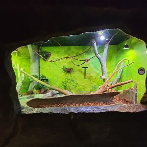 Rosamond Gifford - Caiman lizard