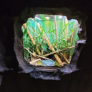 Rosamond Gifford - Neon/Yellow-headed day gecko