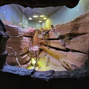 Rosamond Gifford - Unsigned southwest USA herp exhibit