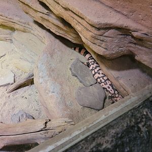 Rosamond Gifford - Unsigned southwest USA herp exhibit, gila monster