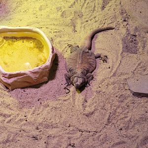 Rosamond Gifford - Unsigned southwest USA herp exhibit, chuckwalla