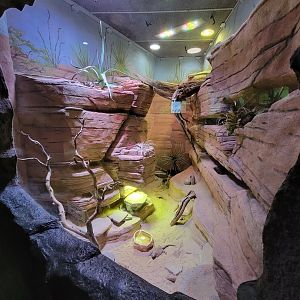 Rosamond Gifford - Unsigned southwest USA herp exhibit