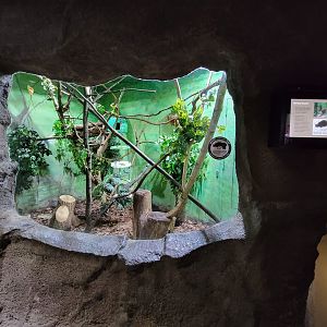 Rosamond Gifford - Northern treeshrew