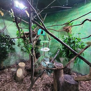 Rosamond Gifford - Northern treeshrew